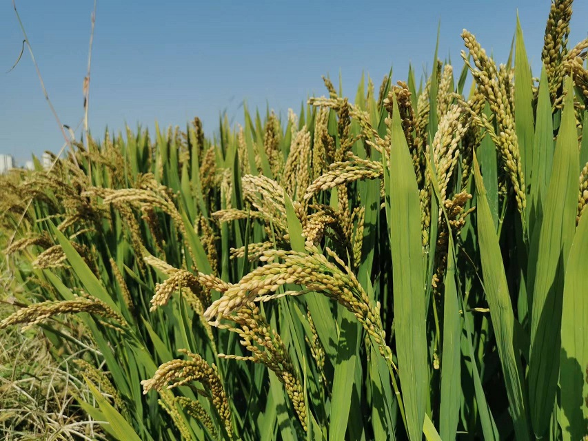 水稻栽培技术及新品种推广